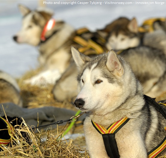 Husky dogs in Tromsø - Photo and copyright Casper Tybjerg - Visitnorway.com - Innovasjon Norge